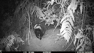 Badger exiting a sett